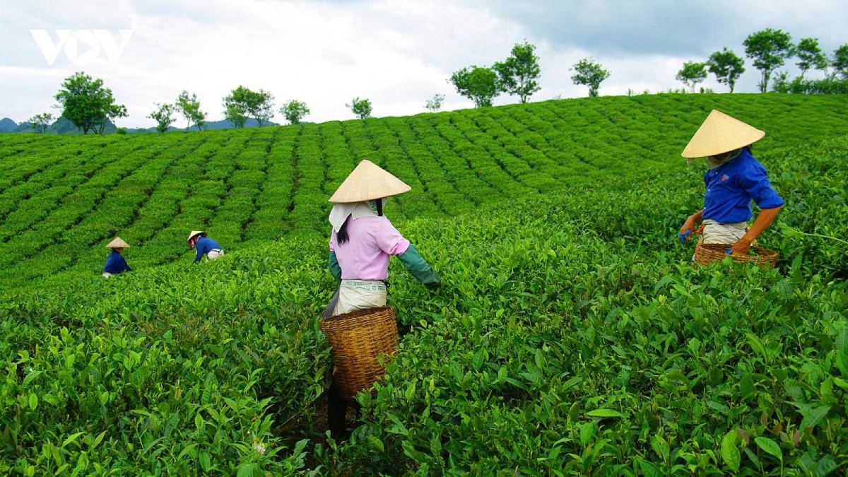 A retreat to the romantic tea hills of Moc Chau Plateau